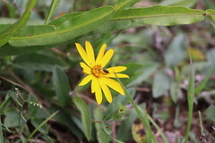 Aspilia montevidensis