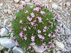 Acantholimon