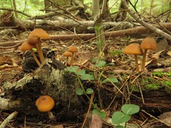 Entoloma formosum