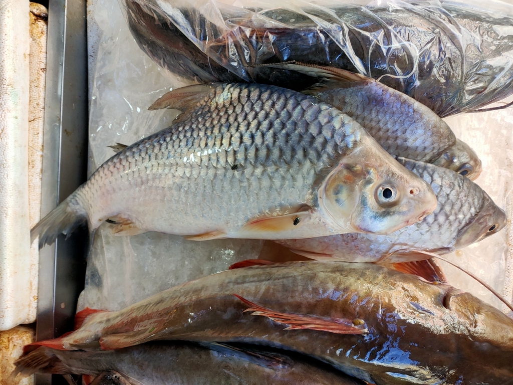 Harmand's barb (Cosmochilus harmandi) — Cyprinidae