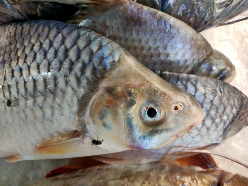 Harmand's barb (Cosmochilus harmandi) — Cyprinidae — 5