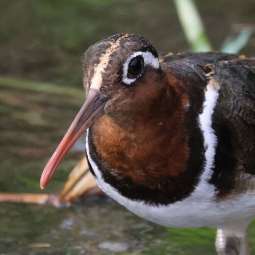 Rhynchée peinte (Rostratula benghalensis)