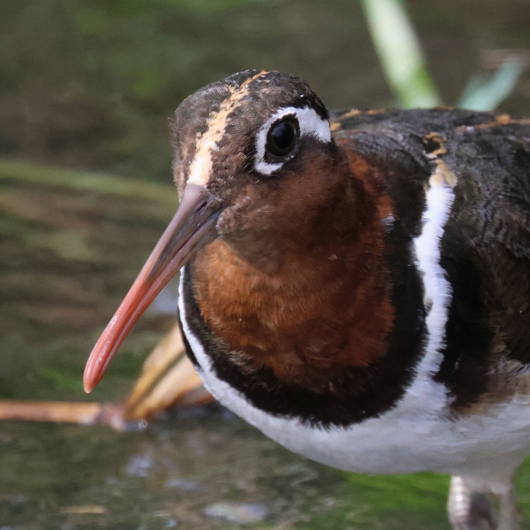 Greater Painted-Snipe illustration