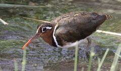 Greater Painted-Snipe photo 2