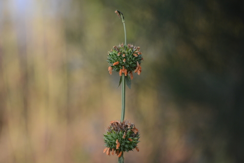 Leonotis nepetifolia