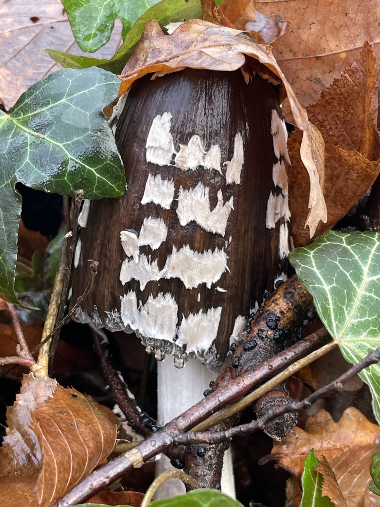 Coprinopsis picacea · December 2025 · photo: © tiner (iNaturalist, cc-by-nc)