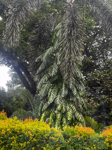 Arenga pinnata, photograph 3