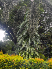 Arenga pinnata, photograph (c) Aidan, some rights reserved (CC BY)