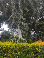 Arenga pinnata, photograph (c) Aidan, some rights reserved (CC BY)