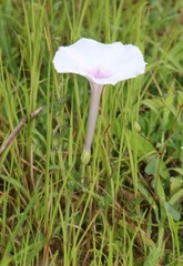 Ipomoea diversifolia