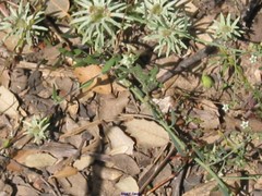 Thesium divaricatum