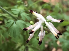 Fumaria flabellata