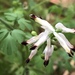 Southern Ramping-Fumitory - Photo (c) Ann Walter-Fromson, some rights reserved (CC BY-NC), uploaded by Ann Walter-Fromson