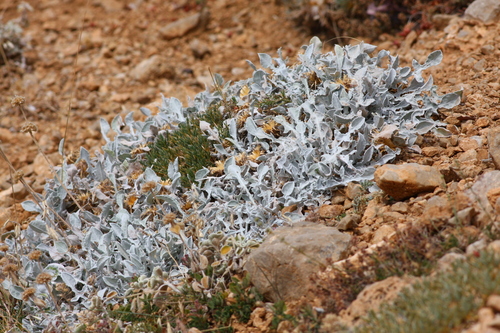 Centaurea chrysantha, photograph 2