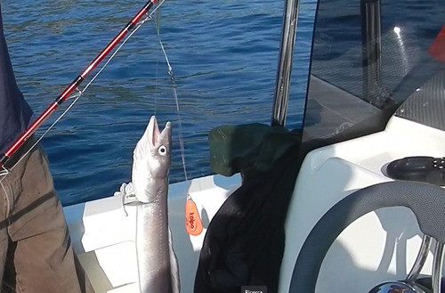 Conger conger