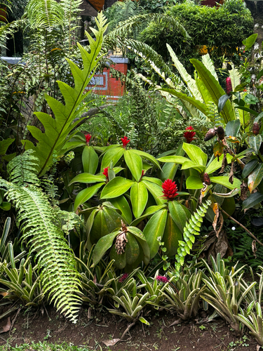 Costus osae, photograph 2