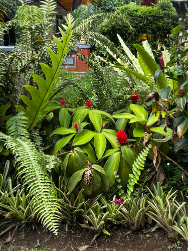 red rose ginger (Costus osae)