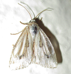 Heliocheilus stigmatia