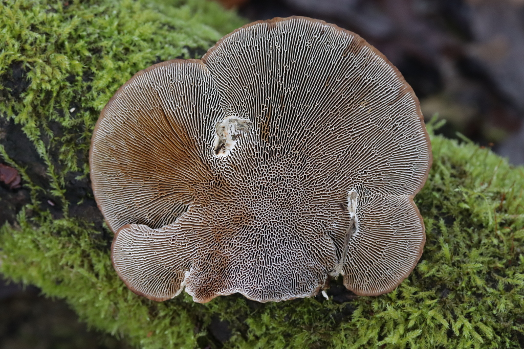 Daedaleopsis confragosa · December 2025 · photo: © bjoerns (iNaturalist, cc-by)