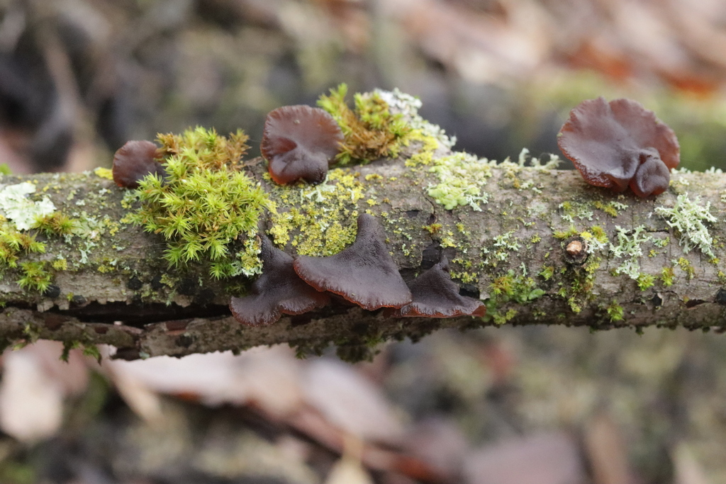 Exidia recisa · December 2025 · photo: © bjoerns (iNaturalist, cc-by)