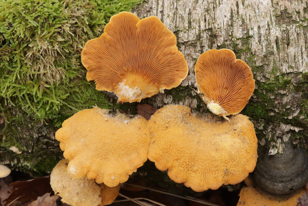 Phyllotopsis nidulans · December 2025 · photo: © bjoerns (iNaturalist, cc-by)