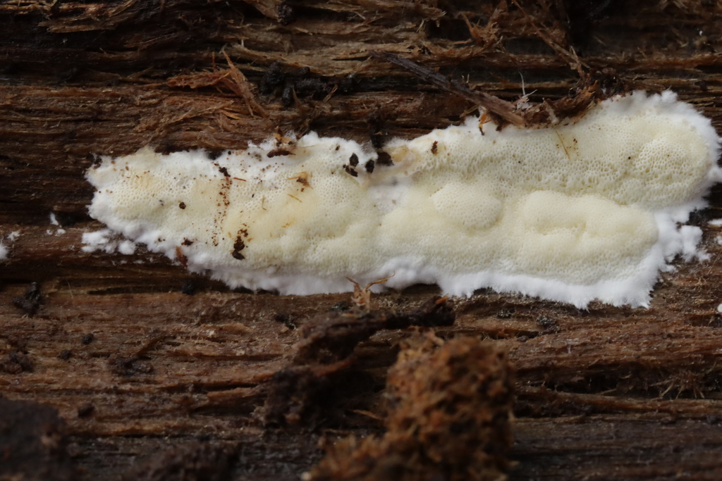 Gloeoporus pannocinctus · December 2025 · photo: © bjoerns (iNaturalist, cc-by)