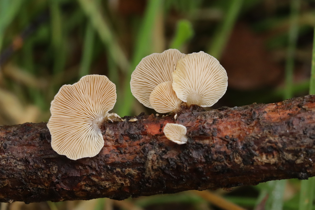 Panellus mitis · December 2025 · photo: © bjoerns (iNaturalist, cc-by)