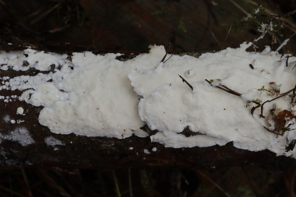 Cinereomyces lindbladii