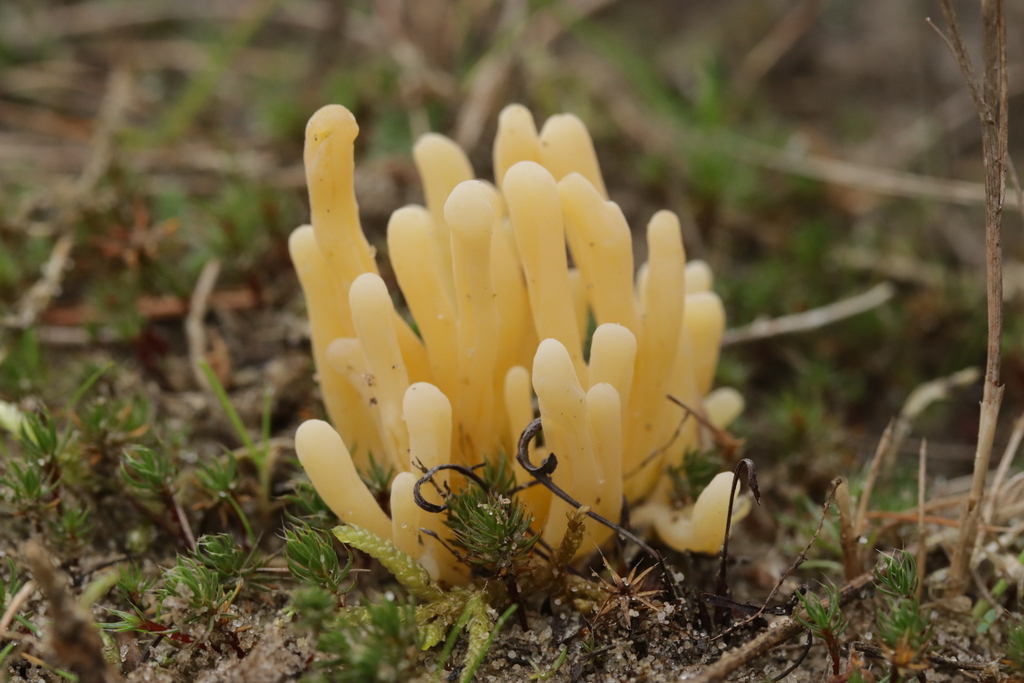 Clavaria argillacea · December 2025 · photo: © bjoerns (iNaturalist, cc-by)
