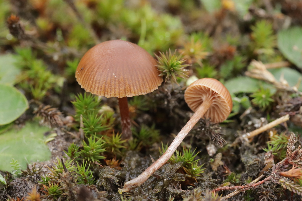 Deconica montana · December 2025 · photo: © bjoerns (iNaturalist, cc-by)