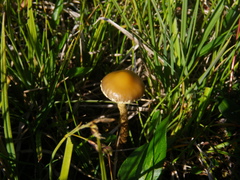 Phaeonematoloma myosotis
