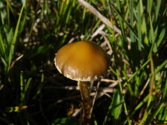 Phaeonematoloma myosotis