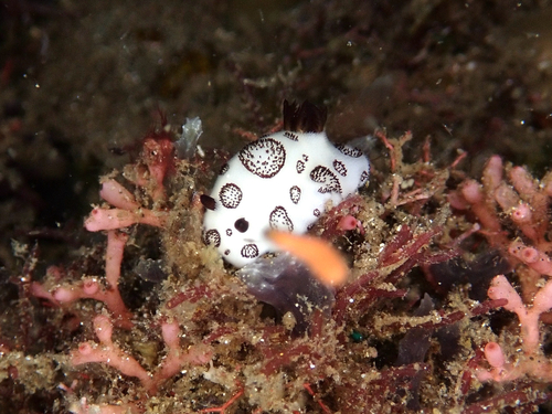 Jorunna funebris