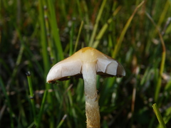 Phaeonematoloma myosotis