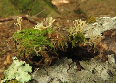 Clavulinopsis corniculata
