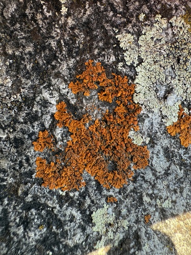 Zierliche Gelbflechte