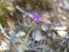 Campanula matritensis