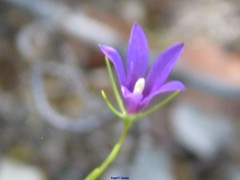 Campanula matritensis