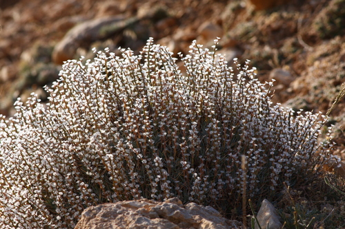 Acantholimon armenum