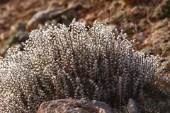 Acantholimon