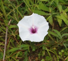 Ipomoea diversifolia