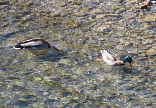 Stockente