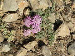 Pterocephalus pinardii