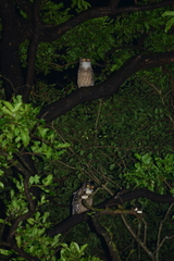 Ketupa zeylonensis