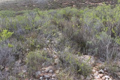 Aspalathus burchelliana