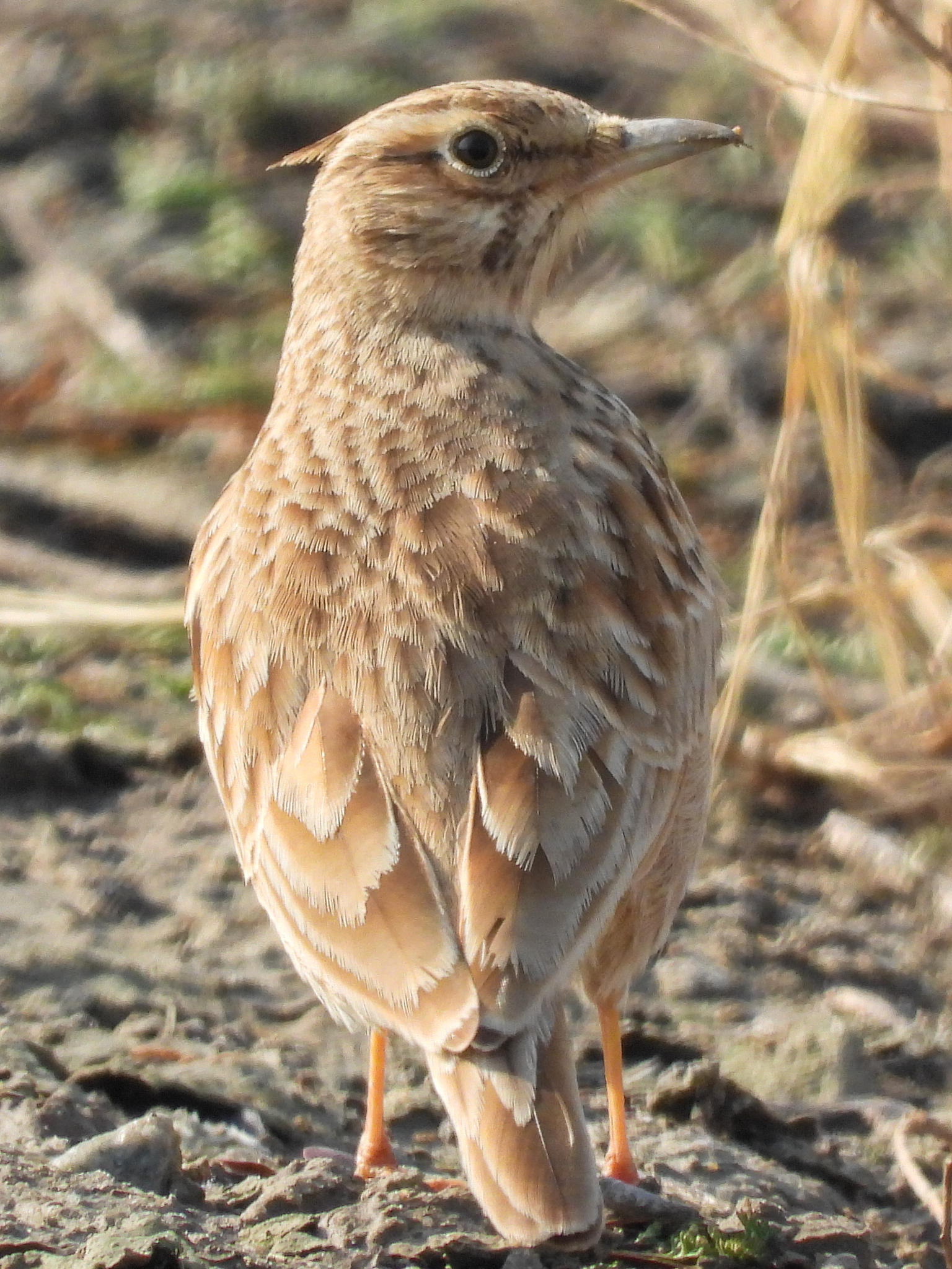 Crested Lark