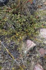 Aspalathus stenophylla