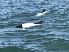 Cephalorhynchus commersonii