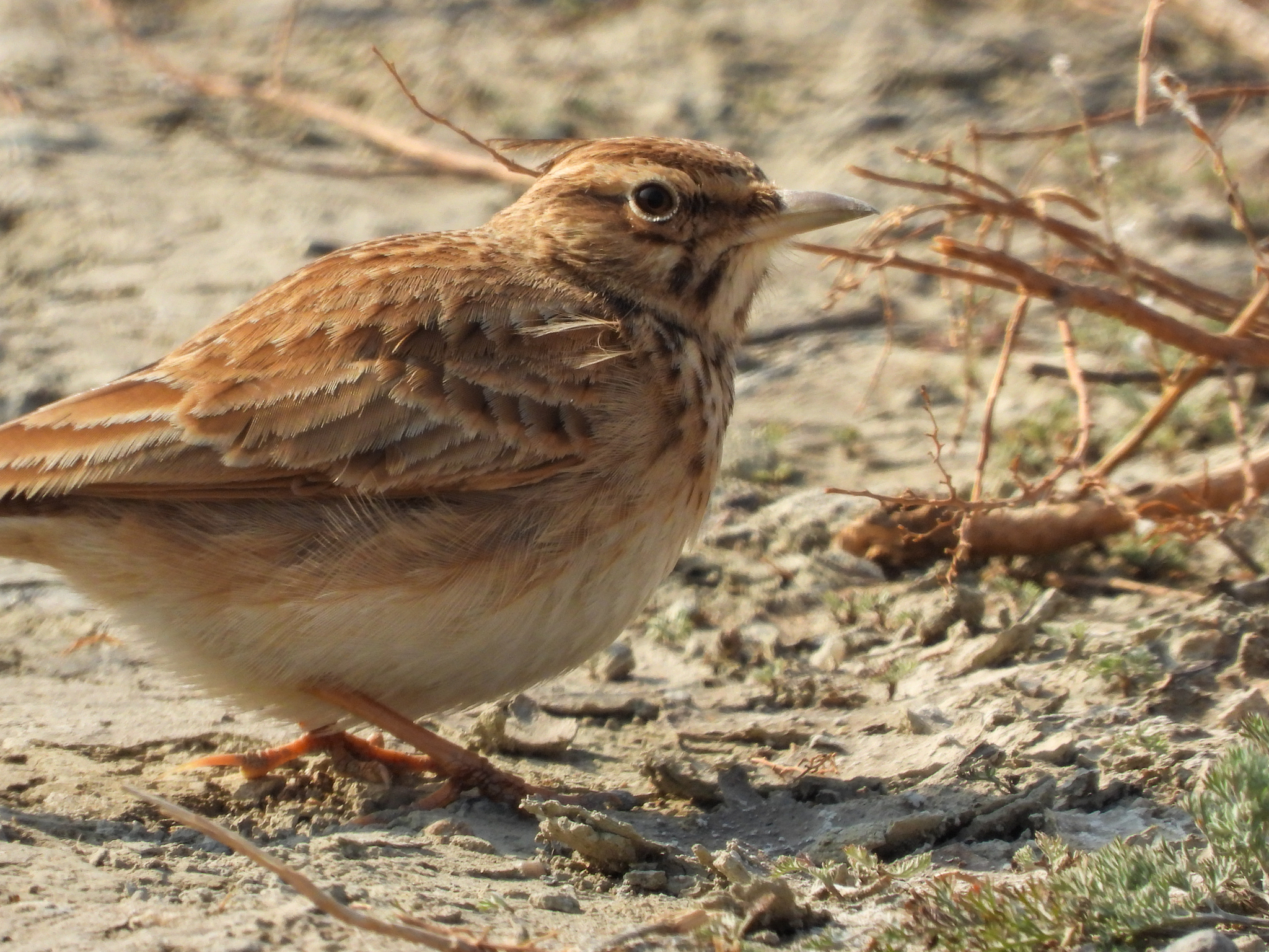 Crested Lark