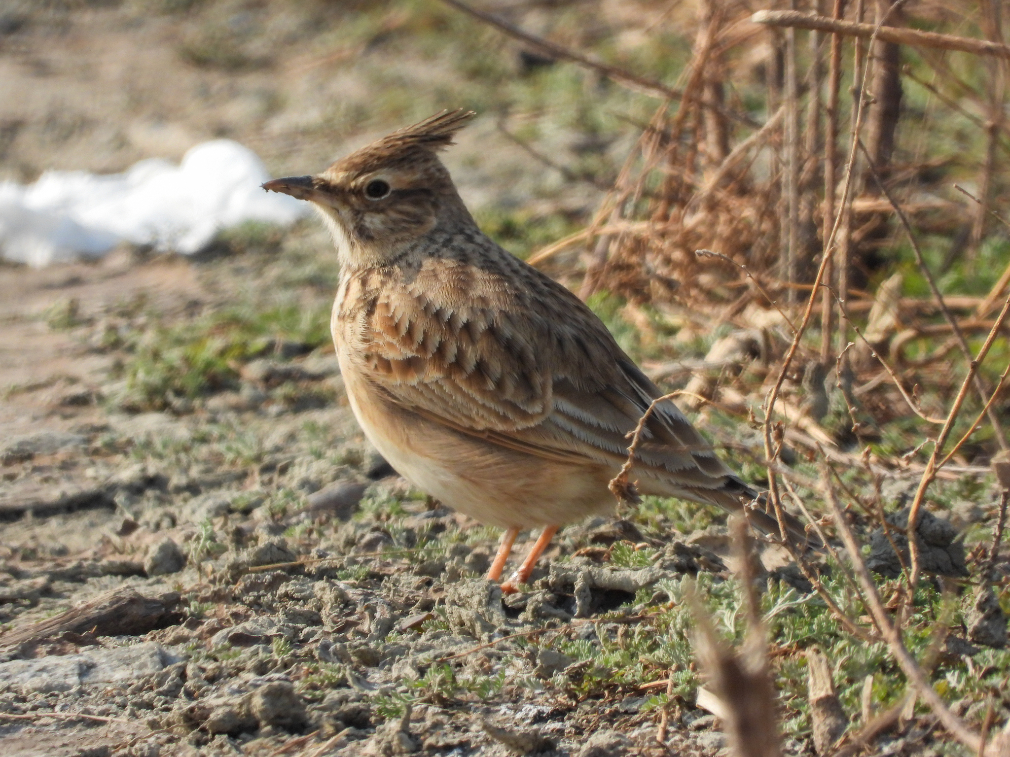Crested Lark